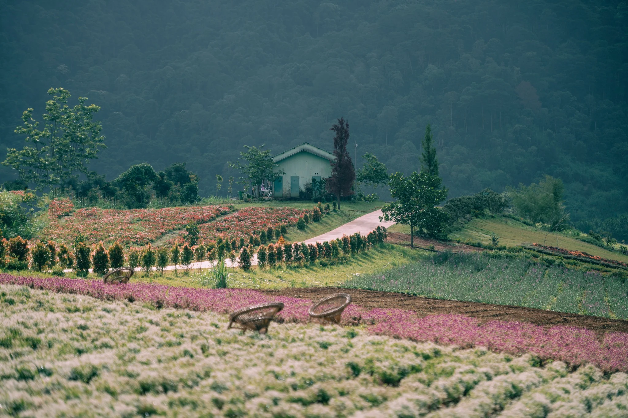 The Florest – Hoa Trong Rừng